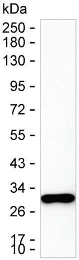 CA3